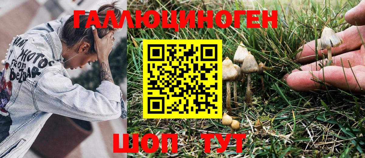 Псилоцибиновые грибы Cubensis Кингисепп